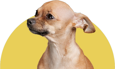 Cachorro adestramento